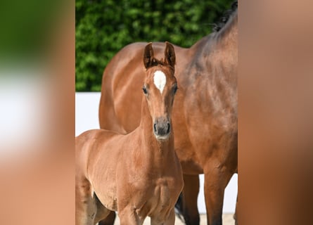 Cheval de sport allemand, Étalon, 2 Ans, Alezan