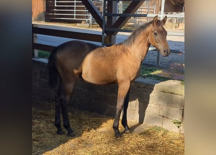 Cheval de sport allemand, Étalon, 2 Ans, Gris