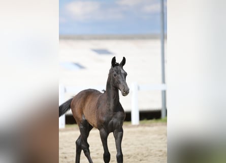 Cheval de sport allemand, Étalon, 2 Ans, Gris