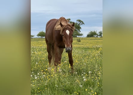 Cheval de sport allemand Croisé, Étalon, 3 Ans, 150 cm, Alezan
