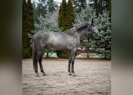 Cheval de sport allemand, Étalon, 3 Ans, 163 cm, Gris