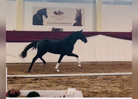 Cheval de sport allemand, Étalon, 3 Ans, 163 cm, Noir