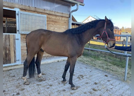 Cheval de sport allemand, Étalon, 3 Ans, 166 cm, Bai