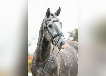Cheval de sport allemand, Étalon, 3 Ans, 166 cm, Champagne