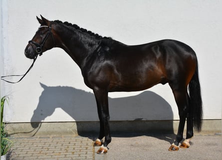 Cheval de sport allemand, Étalon, 3 Ans, 168 cm, Bai brun