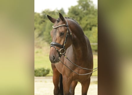 Cheval de sport allemand, Étalon, 3 Ans, 168 cm, Bai brun