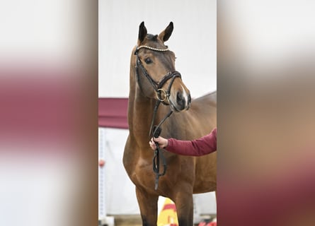 Cheval de sport allemand, Étalon, 3 Ans, 170 cm