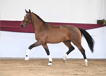 Cheval de sport allemand, Étalon, 3 Ans, Bai