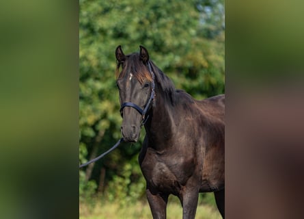 Cheval de sport allemand, Étalon, 4 Ans, 165 cm, Bai brun foncé