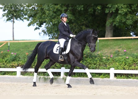 Cheval de sport allemand, Étalon, 4 Ans, 170 cm, Noir