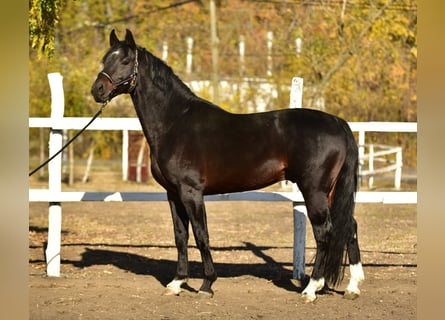 Cheval de sport allemand, Étalon, 5 Ans, 165 cm, Bai