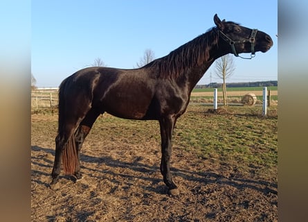 Cheval de sport allemand, Étalon, 5 Ans, 168 cm, Noir