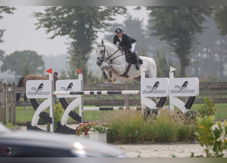 Cheval de sport allemand, Étalon, 8 Ans, 167 cm, Gris