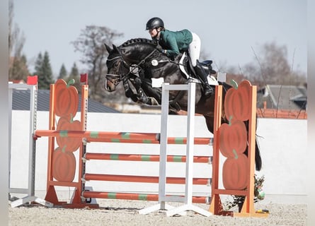 Cheval de sport allemand, Étalon, 8 Ans, 165 cm, Bai brun foncé