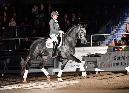 Cheval de sport allemand, Étalon, 5 Ans, 171 cm, Gris