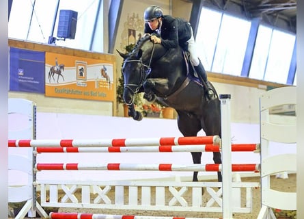 Cheval de sport allemand, Étalon, 5 Ans, 172 cm, Noir