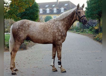 Cheval de sport allemand, Étalon, 15 Ans, 170 cm, Palomino