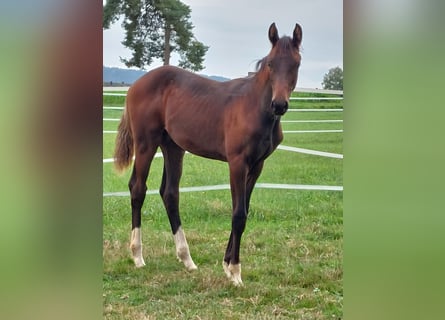 Cheval de sport allemand, Étalon, Poulain (04/2026), 150 cm, Bai brun foncé