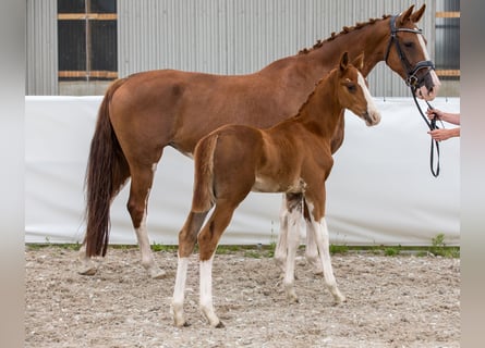 Cheval de sport allemand, Étalon, , 169 cm, Alezan