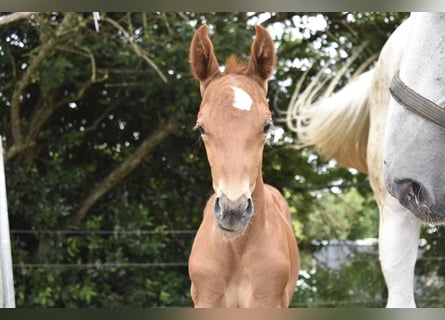 Cheval de sport allemand, Étalon, Poulain (06/2025), 170 cm, Alezan brûlé