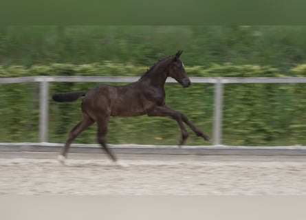 Cheval de sport allemand, Étalon, Poulain (04/2024), 170 cm, Bai brun