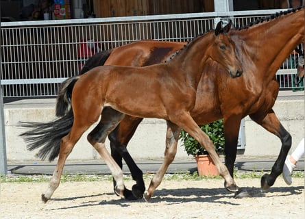 Cheval de sport allemand, Étalon, Poulain (05/2024), 170 cm, Bai brun