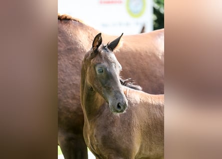 Cheval de sport allemand, Étalon, Poulain (04/2024), 170 cm, Bai brun foncé