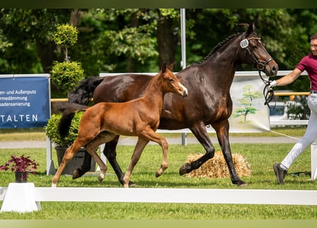 Cheval de sport allemand, Étalon, Poulain (05/2024), 170 cm, Bai