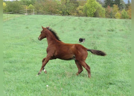 Cheval de sport allemand, Étalon, Poulain (04/2025), 170 cm, Bai