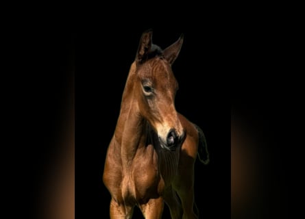 Cheval de sport allemand, Étalon, Poulain (04/2024), 170 cm, Bai