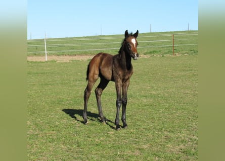 Cheval de sport allemand, Étalon, Poulain (03/2026), 170 cm, Peut devenir gris