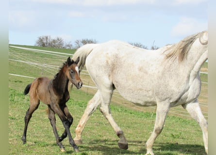 Cheval de sport allemand, Étalon, Poulain (03/2026), 170 cm, Peut devenir gris