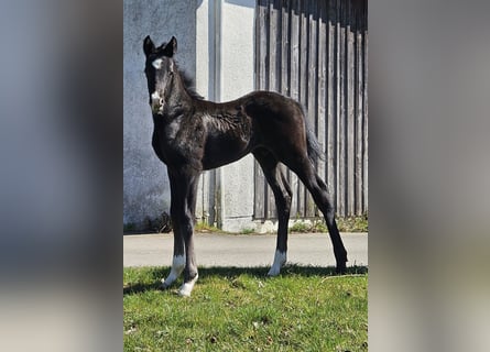 Cheval de sport allemand, Étalon, , 170 cm, Peut devenir gris