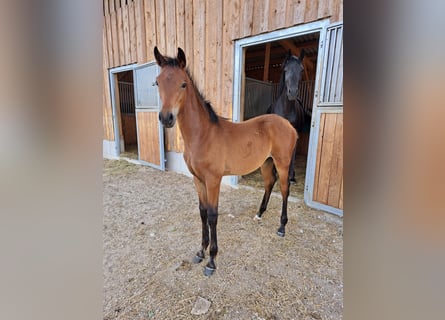 Cheval de sport allemand, Étalon, Poulain (03/2026), 172 cm, Bai brun
