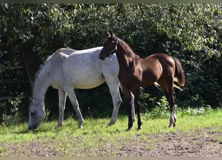 Cheval de sport allemand, Étalon, Poulain (05/2025), 172 cm, Bai brun