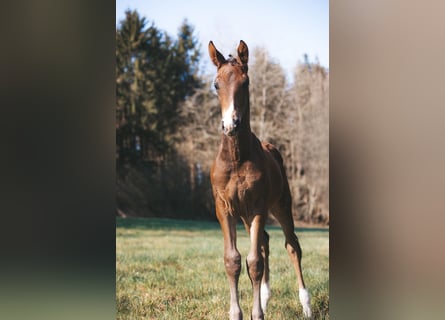 Cheval de sport allemand, Étalon, , 173 cm, Bai brun
