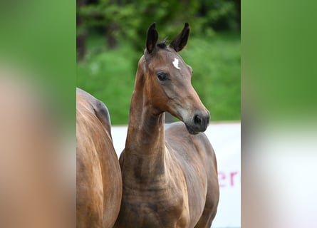 Cheval de sport allemand, Étalon, Poulain (04/2023), 175 cm, Bai brun