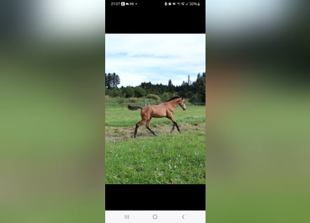 Cheval de sport allemand, Étalon, Poulain (03/2025), 175 cm, Buckskin