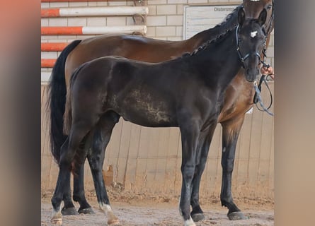 Cheval de sport allemand, Étalon, Poulain (04/2024), 175 cm, Noir