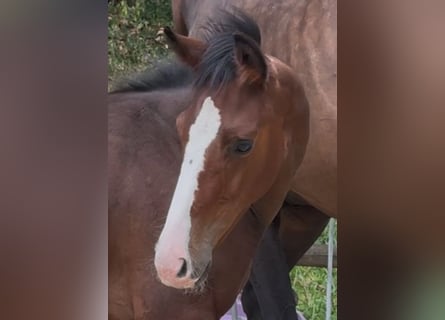 Cheval de sport allemand, Étalon, Poulain (04/2025), 185 cm, Bai cerise