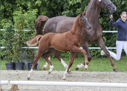 Cheval de sport allemand, Étalon, Poulain (03/2024), Alezan brûlé