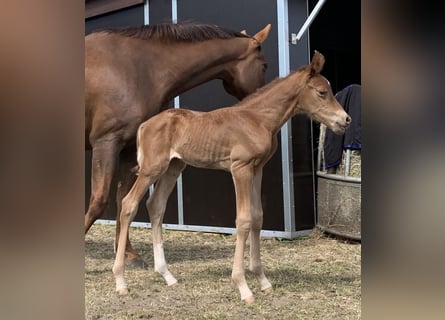 Cheval de sport allemand, Étalon, , Alezan