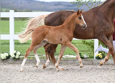 Cheval de sport allemand, Étalon, Poulain (03/2024), Alezan