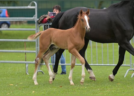 Cheval de sport allemand, Étalon, Poulain (05/2024), Alezan