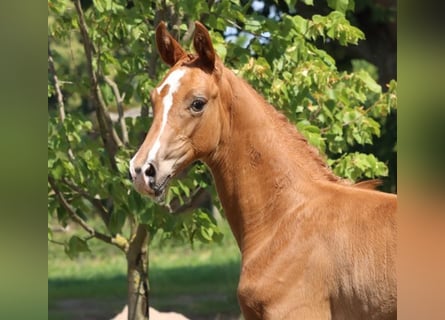 Cheval de sport allemand, Étalon, Poulain (04/2025), Alezan