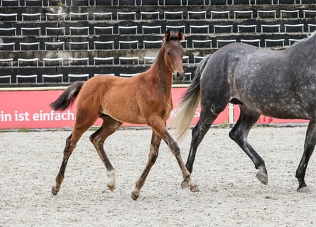 Cheval de sport allemand, Étalon, Poulain (03/2024), Bai brun