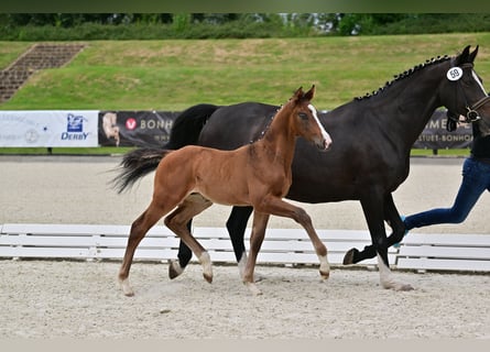 Cheval de sport allemand, Étalon, Poulain (05/2024), Bai brun