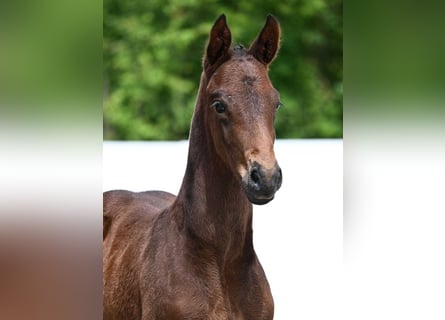 Cheval de sport allemand, Étalon, Poulain (05/2024), Bai brun