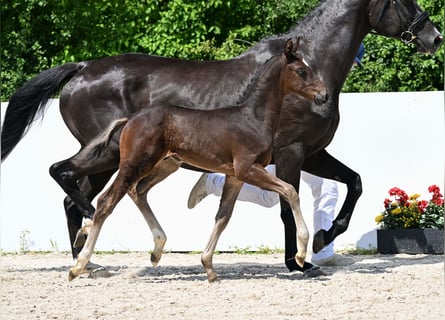 Cheval de sport allemand, Étalon, Poulain (05/2025), Bai brun