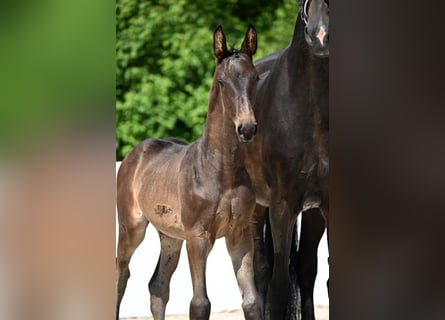 Cheval de sport allemand, Étalon, , Bai brun